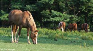 August 2018 SmartPak SmartTip of the Month: Manure Management