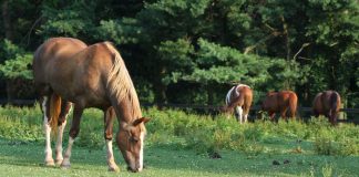 Horses in an overgrazed pasture