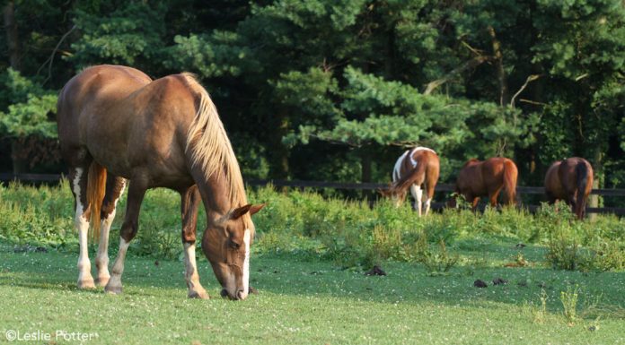 horses in an overgrazed pasture