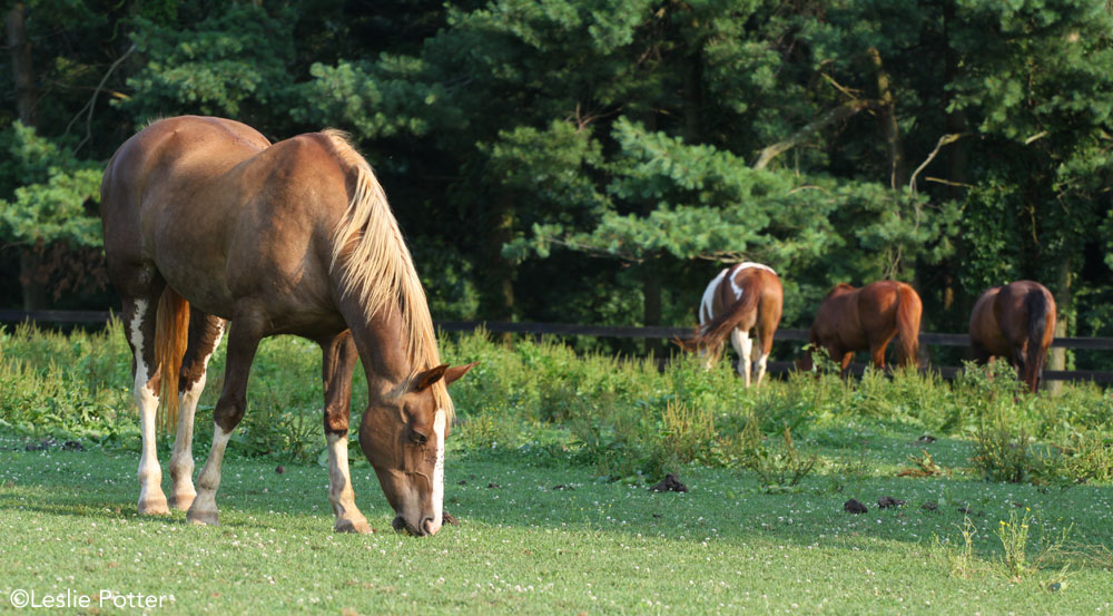 Horses in an overgrazed pasture: manure management 