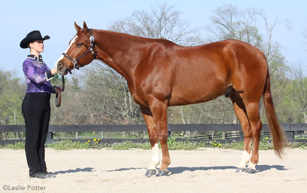 Halter and showmanship horse and handler