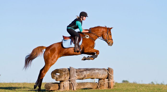 Chestnut horse over a cross-country jump