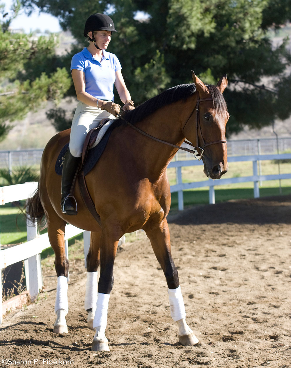 English rider riding a square