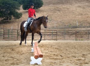 Expert Exercise: Snake Over Poles