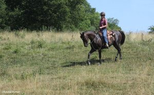 Why Did My Horse Start Spooking on Trail Rides?