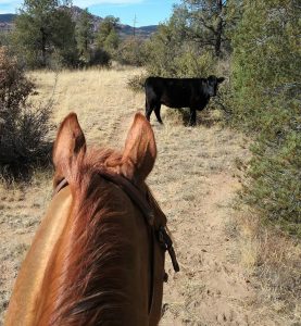 Your Horse Life: Common Cow Sense