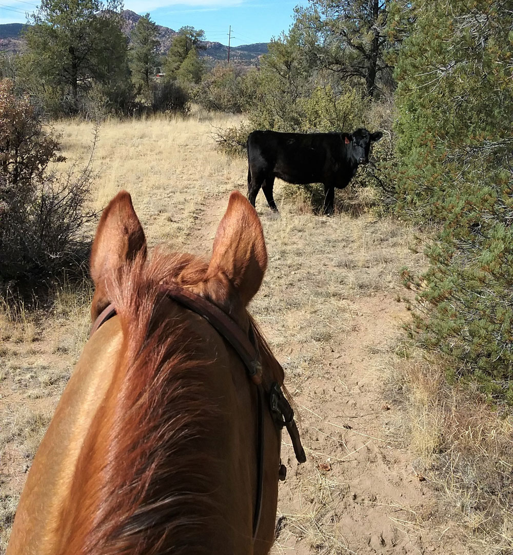 Wally faces a cow