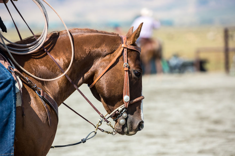 Roping horse