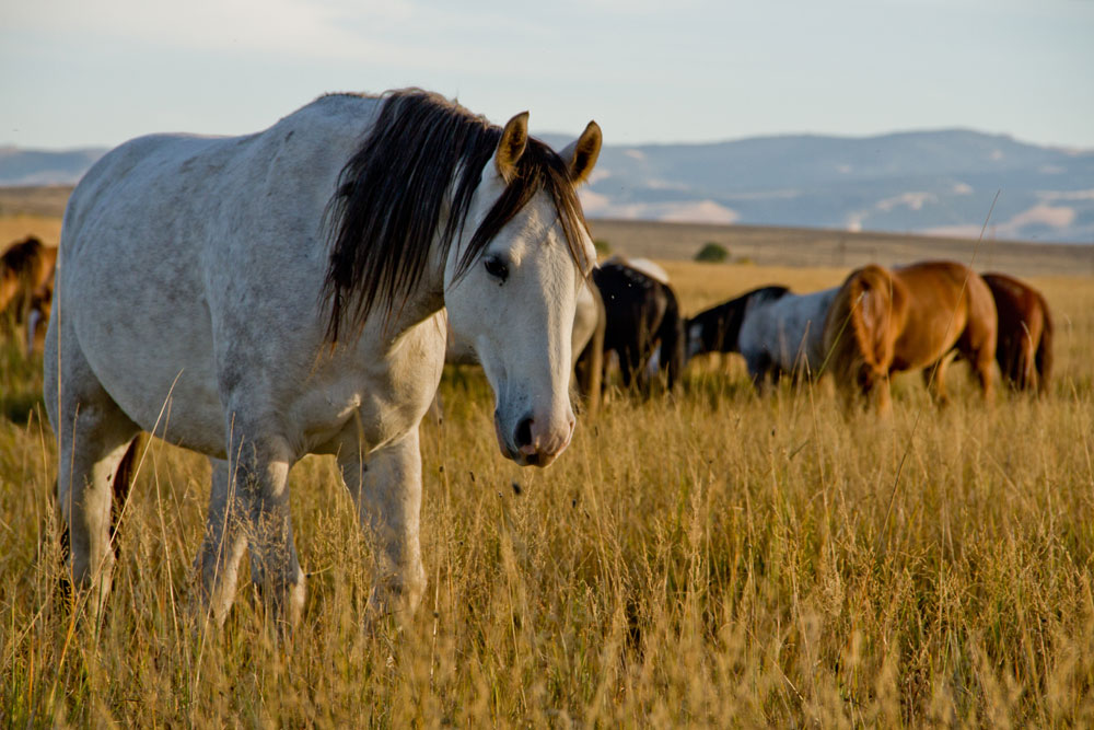 Wind River Wild Horse Sanctuary