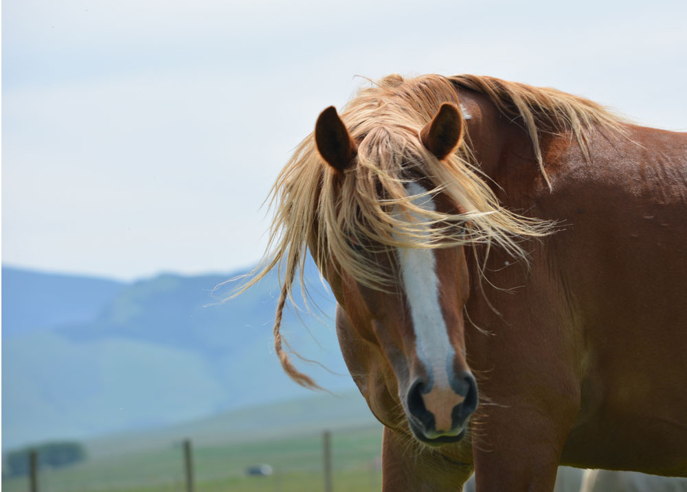 Wind River Wild Horse Sanctuary