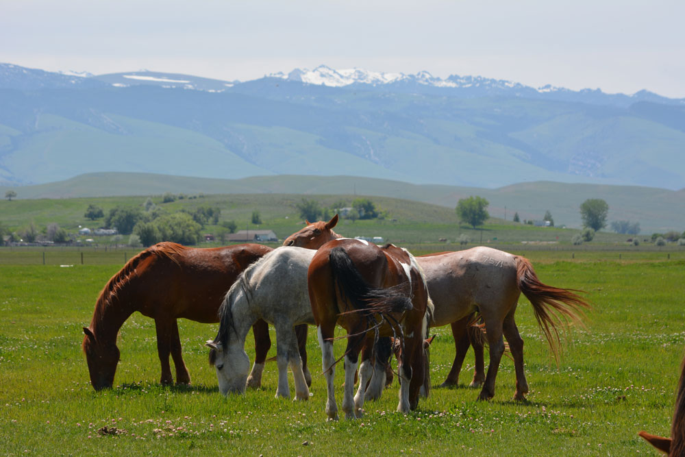 Wind River Wild Horse Sanctuary