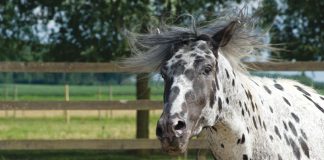 Angry Appaloosa