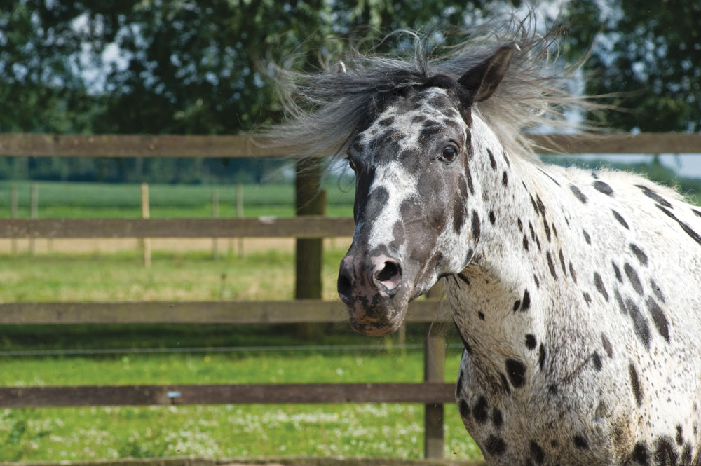 Angry Appaloosa - Horse Attacks Veterinarian