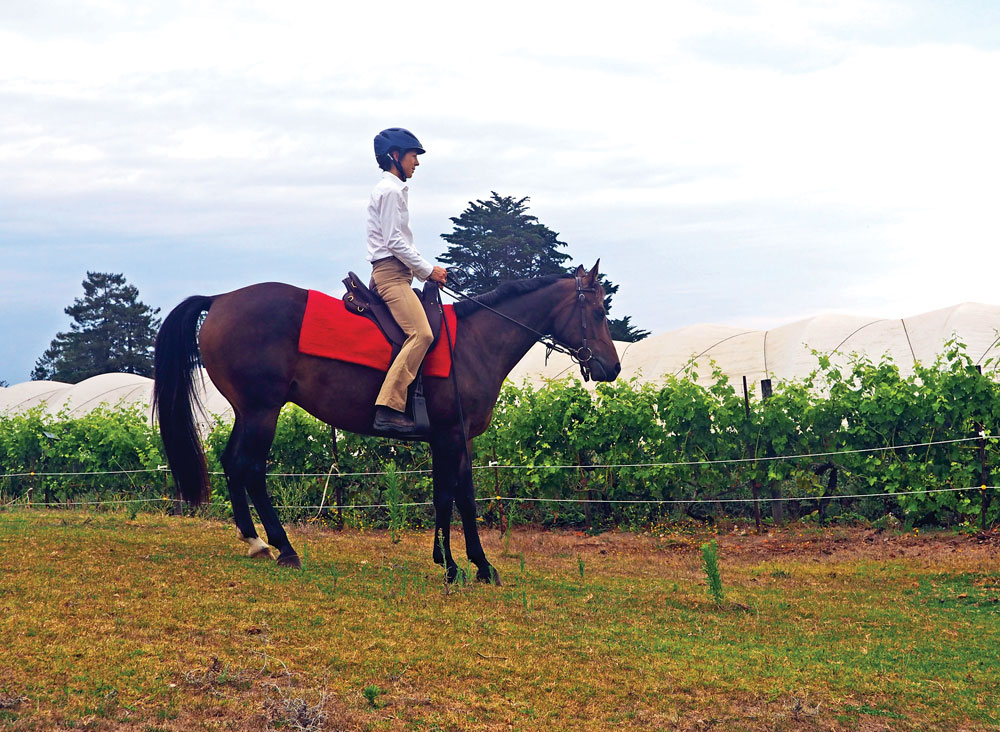 Halting on a hill - Riding a horse down a hill