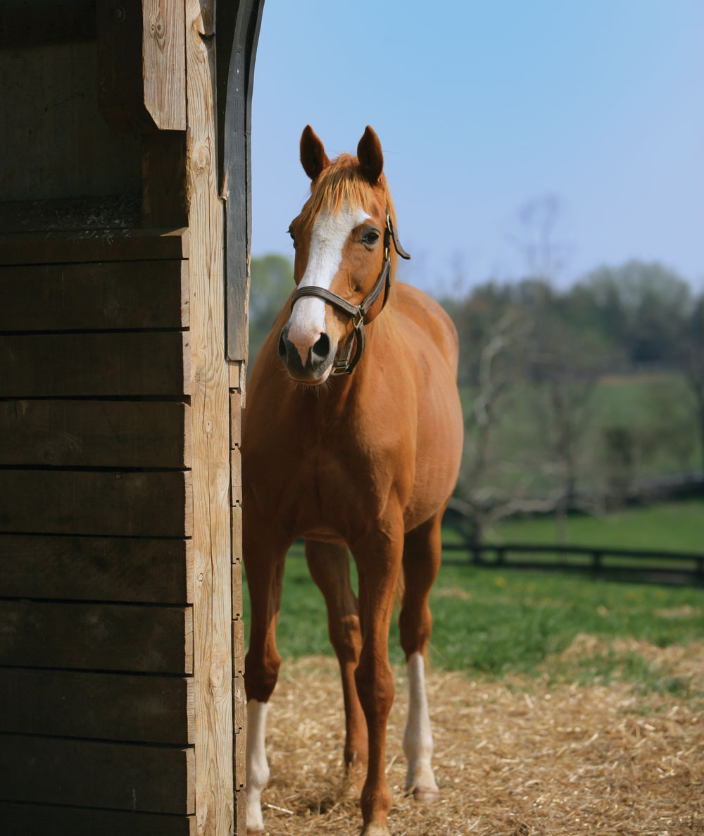 Horse in doorway