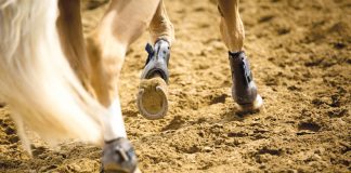 Horses's lower legs