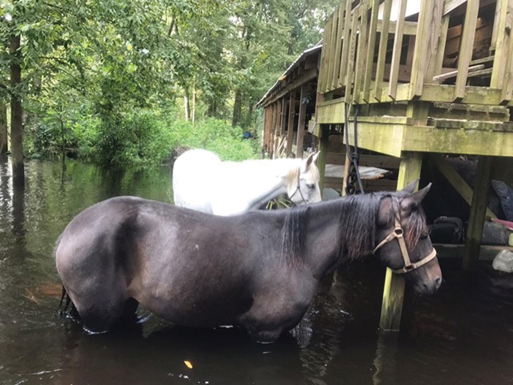 Horses in floodwaters