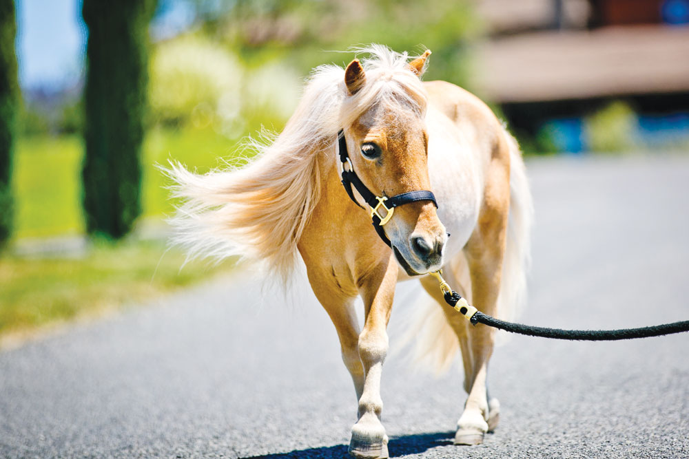 Mini horse