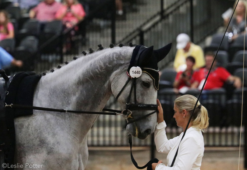 Lunger Monika Winkler-Bischofberger and vaulting horse Acardi van de Kapel