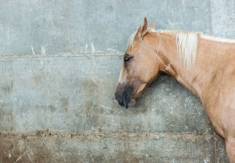 Horse against concrete wall