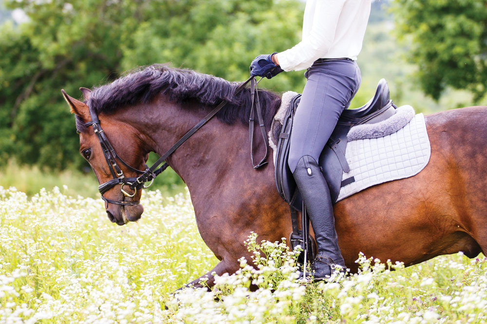 Dressage on the trail