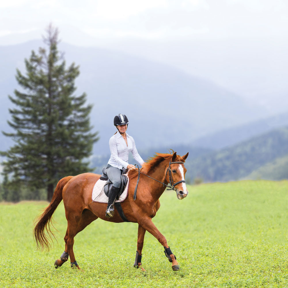 Cantering in a field; calm trail ride