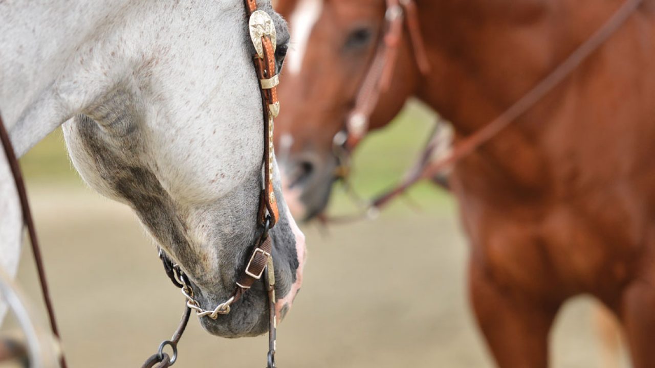 Regenerativ Rauch Flüssigkeit western bridle chin strap Affe