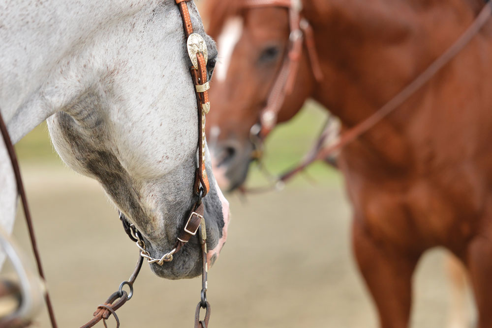 Horses in western bridles EHM