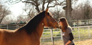 Trainer Kristen Breakfield at Horse Plus working with a horse