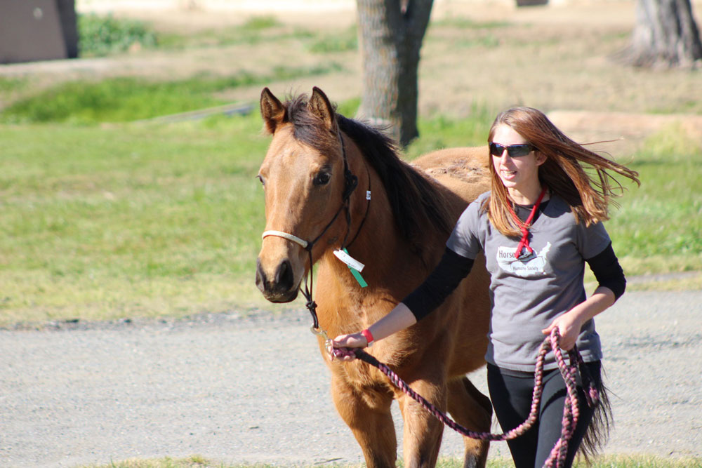 Trainer leading a rescue horse