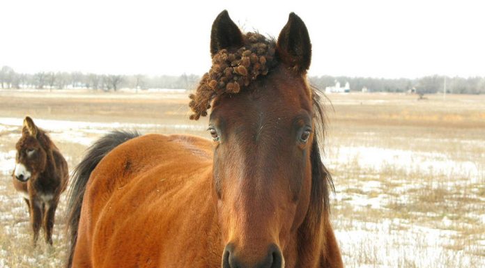 Horse with burrs in forelock