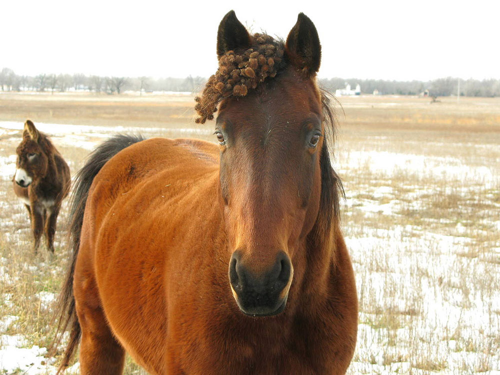 Horse with burrs in forelock