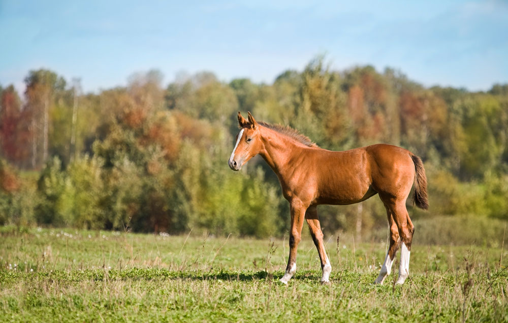 Weanling horse