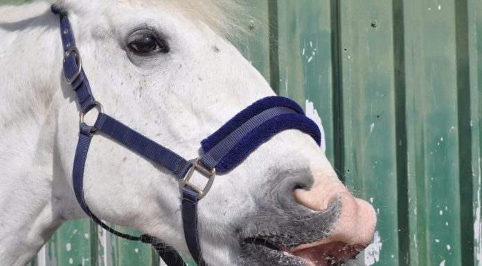 Horse drinking water
