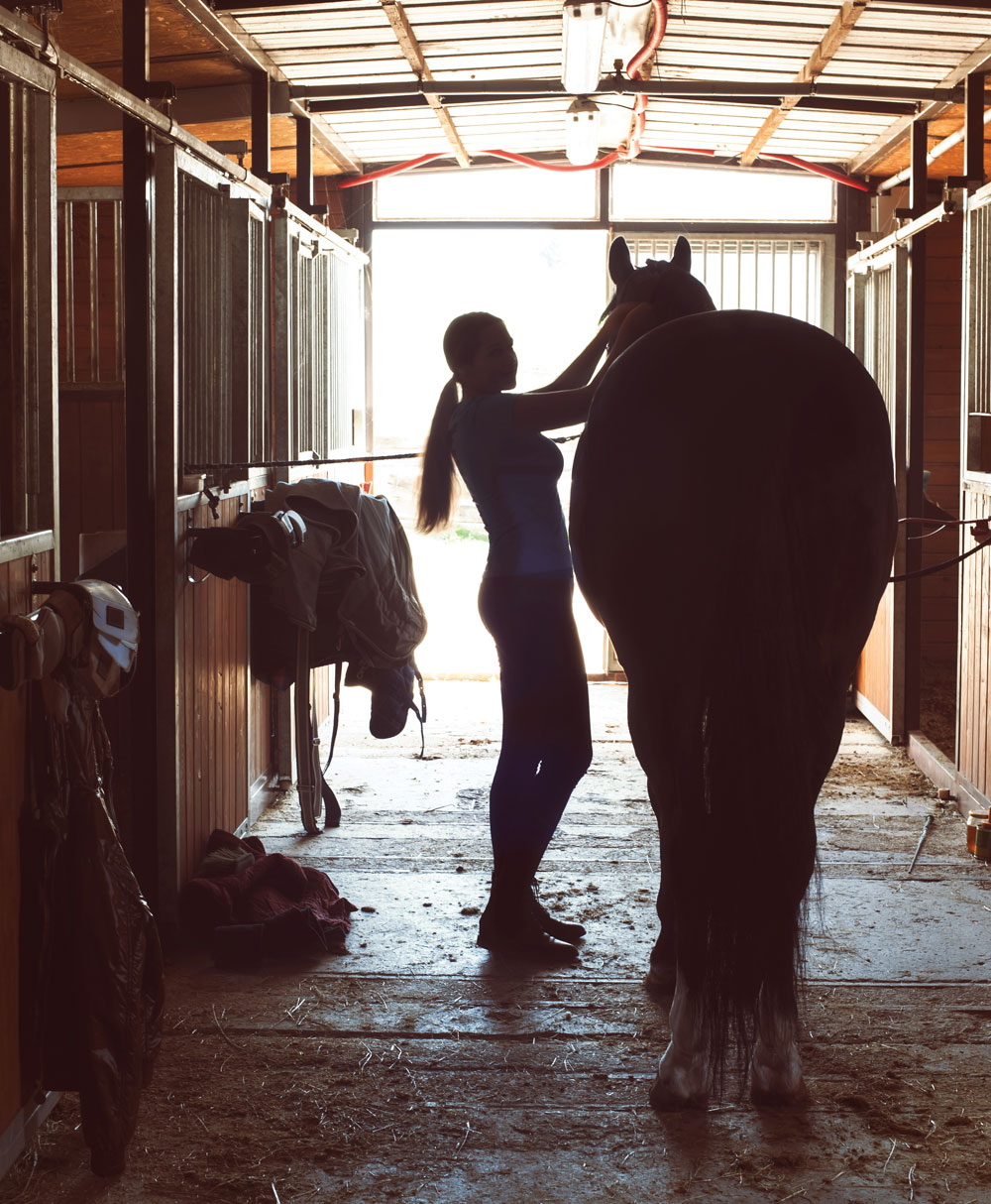 Horse and human silhouette
