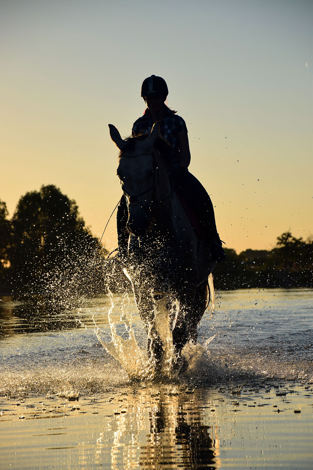 Horse in Water