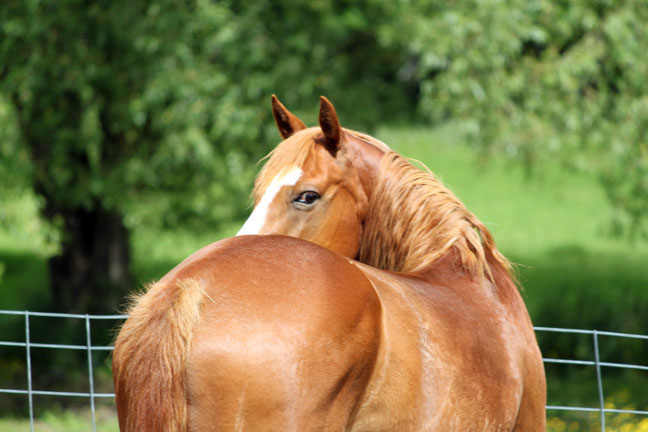 Horse looking over his back