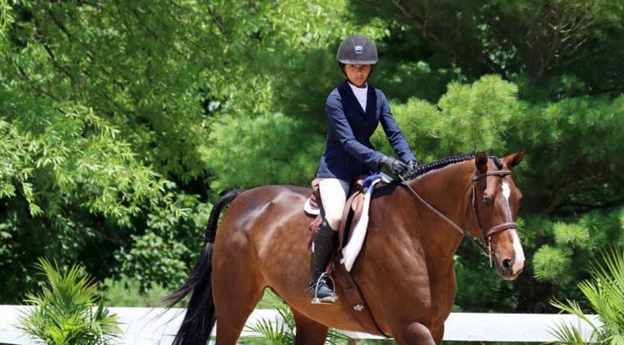 hunt seat equitation trot