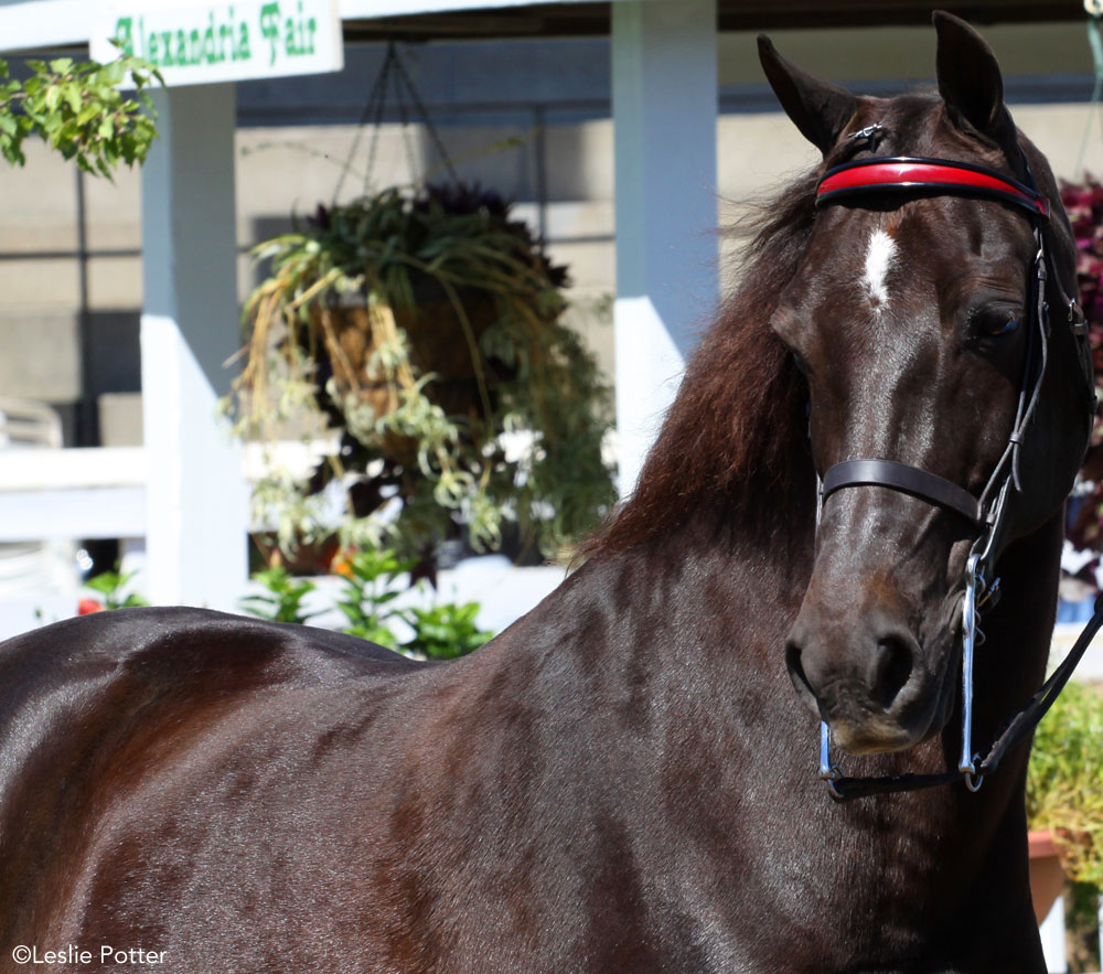 Morgan horse shown in-hand at a horse show