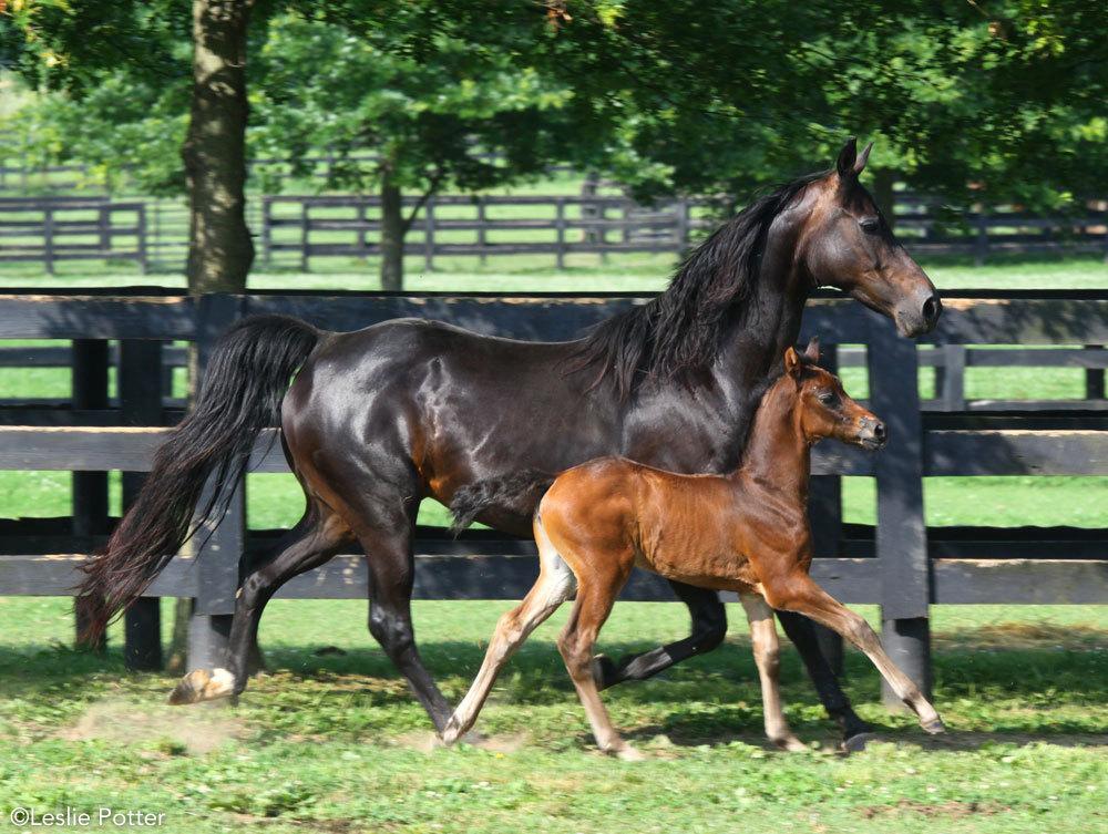 Morgan Horse Mare and Foal