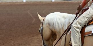 Palomino western horse