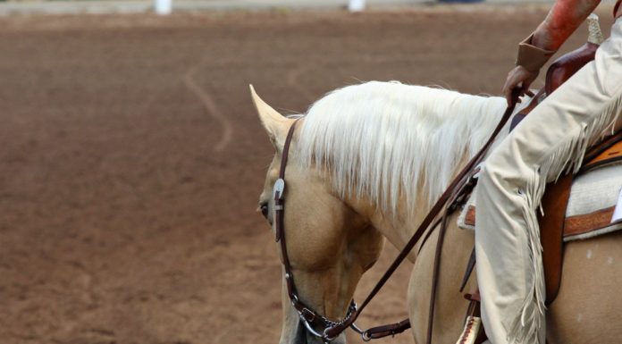 palomino western horse
