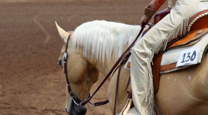 Palomino western show horse