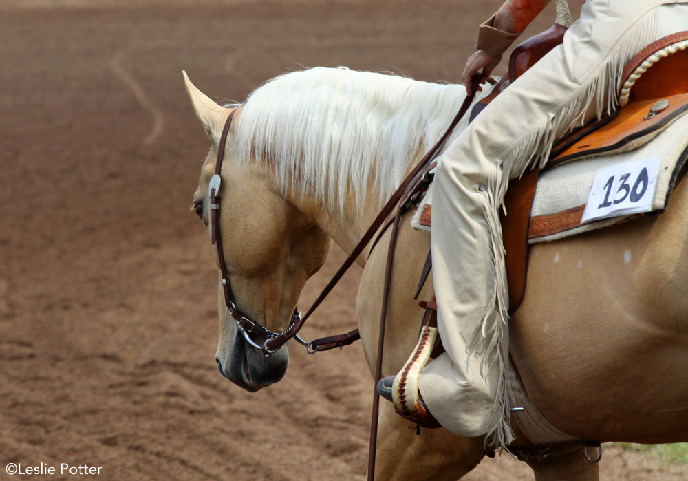 Palomino western show horse