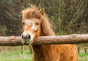 Vet Adventures: A Hot Mess