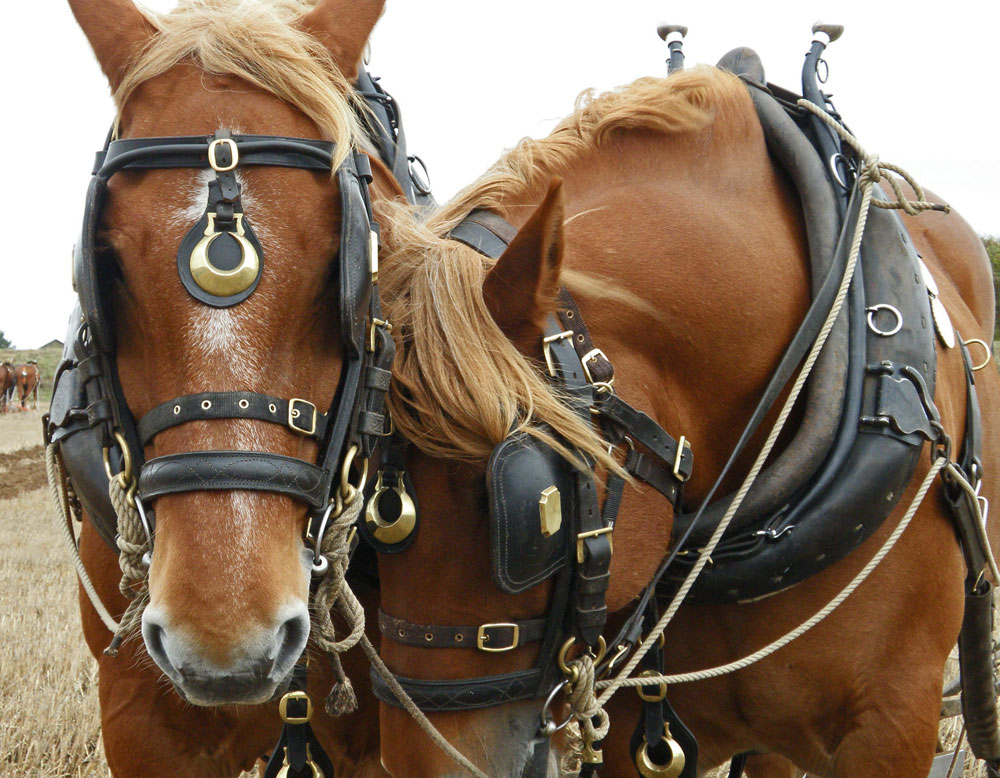 Suffolk Punch horses in harness