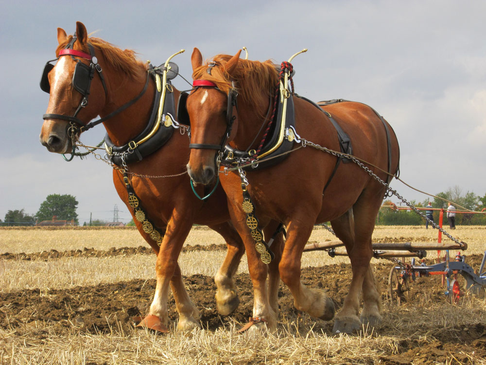 Suffolk Punch horses pulling a plow