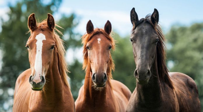 Three young horses