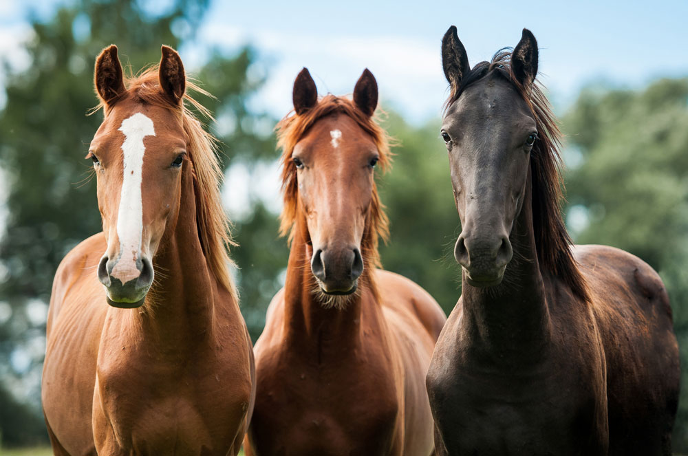 Three young horses