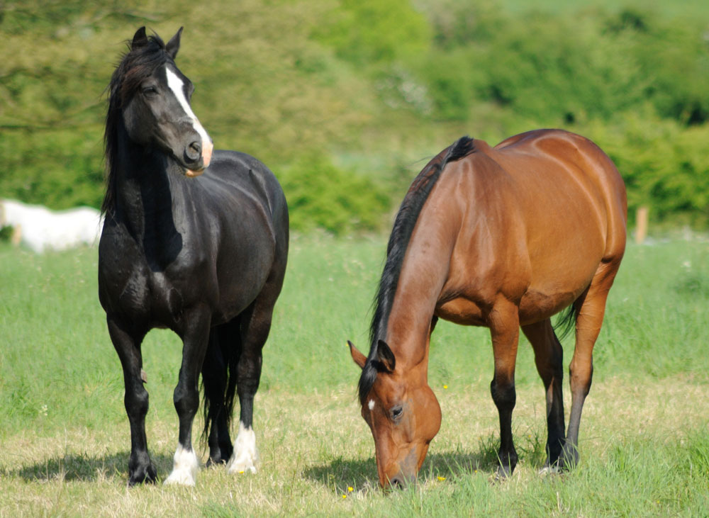 Two horses in a field